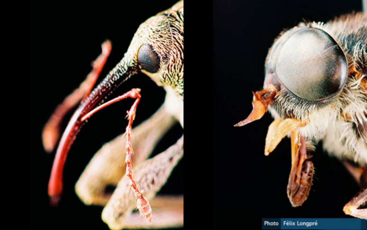 À gauche : Zoom sur la famille des Curculionidae et l’ordre des Coléoptères. À droite : Diptère supérieur.